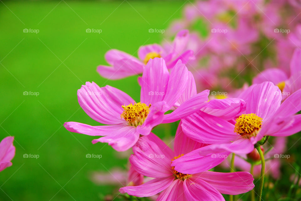 Beautiful pink flower blooming close up for background.