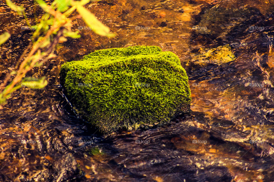 moss covered rock