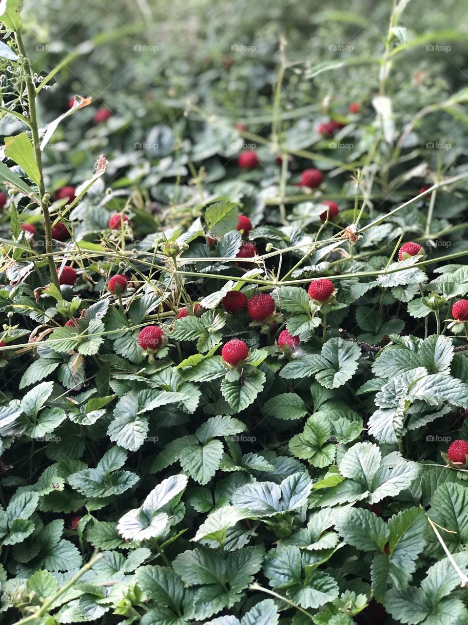 Berry patch