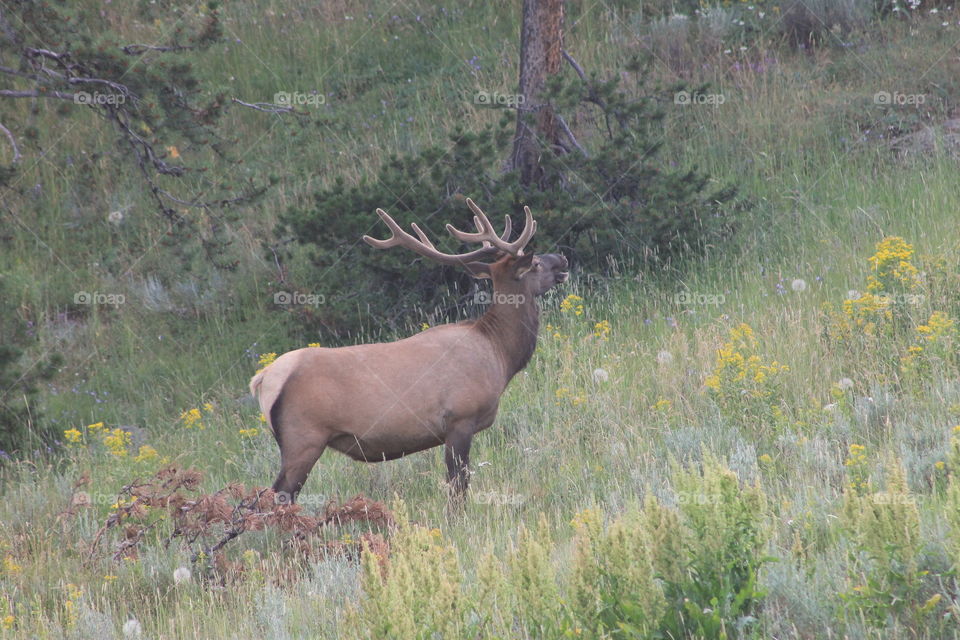 An elk standing proudly in Yellowstone National Park.