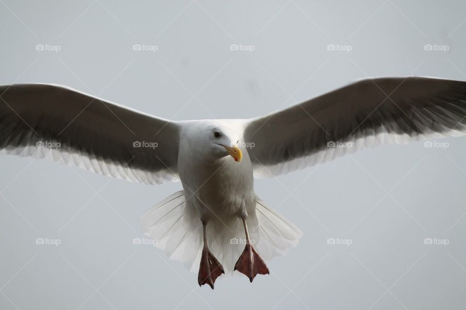Seagull. Flying seagull 