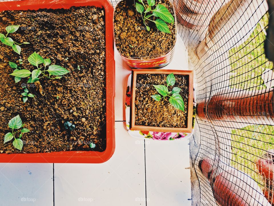 Gardening in an apartment