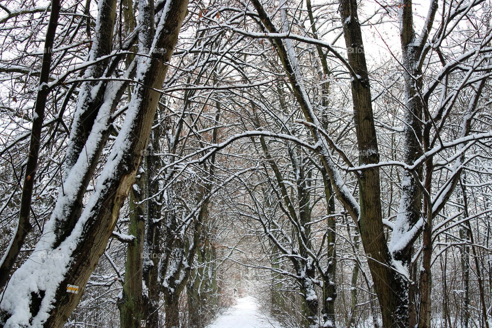 Amazing winter in the forest. A lot of snow covering branches of the trees.