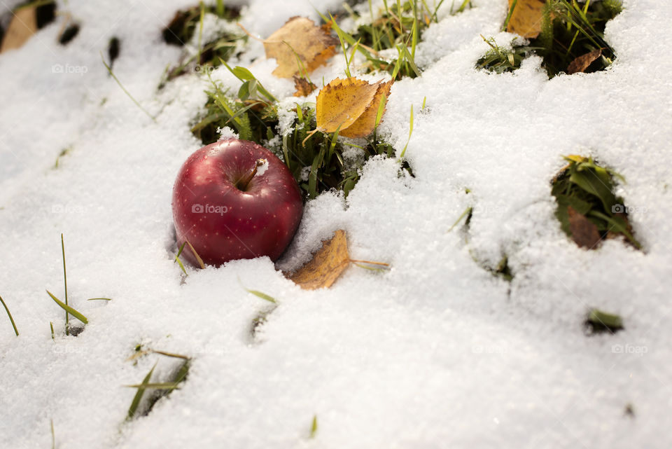 Red apple on the snow