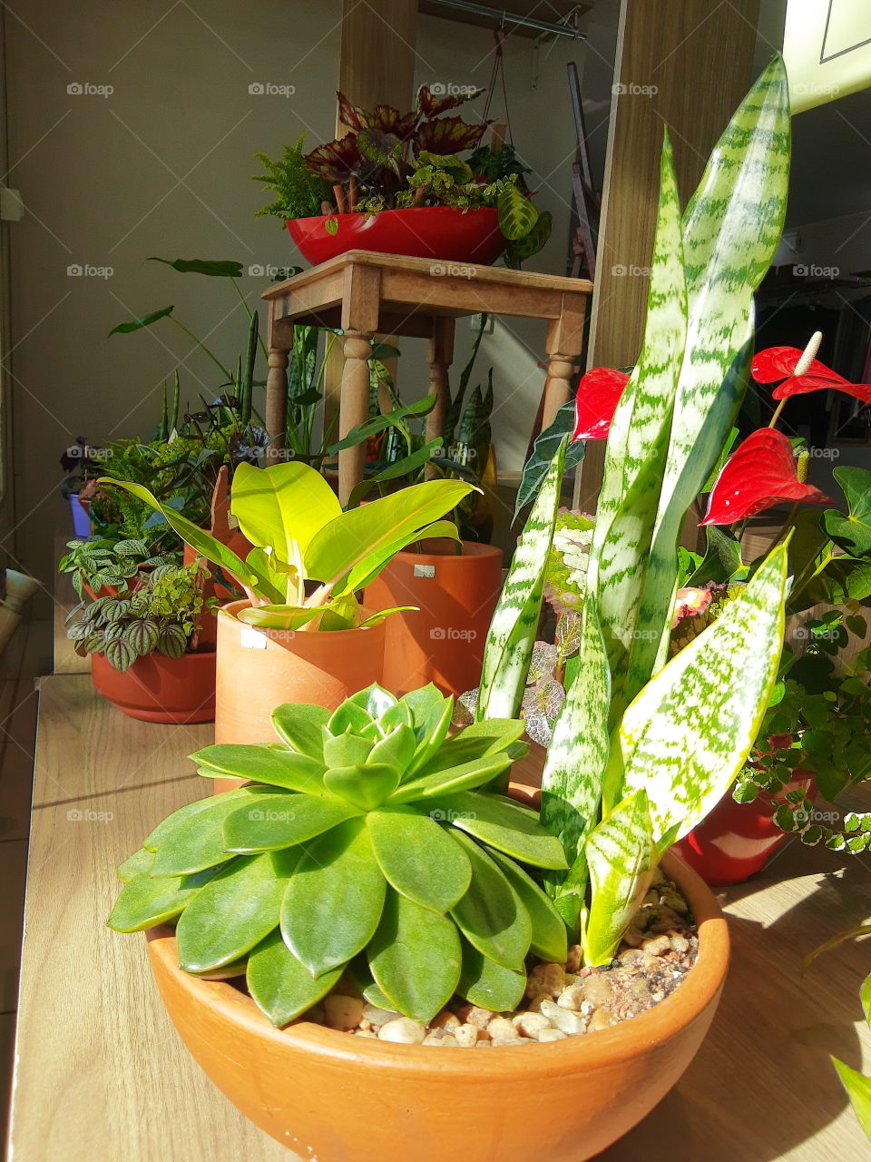 plants indoor