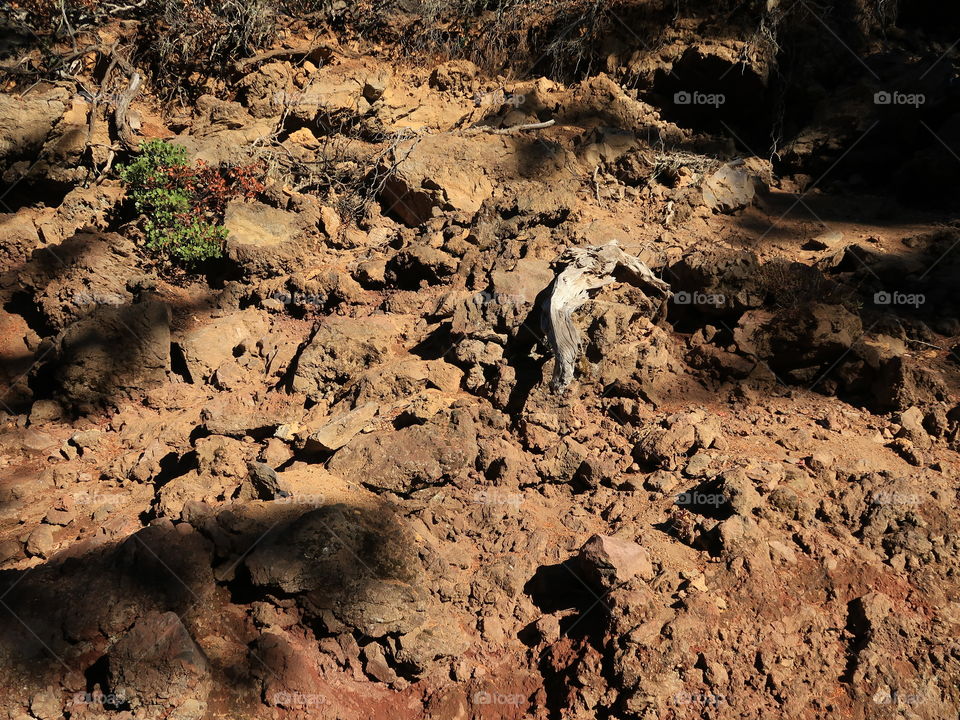 An old weathered log laying in hardened lava rock in the forests of Oregon on a sunny fall day. 