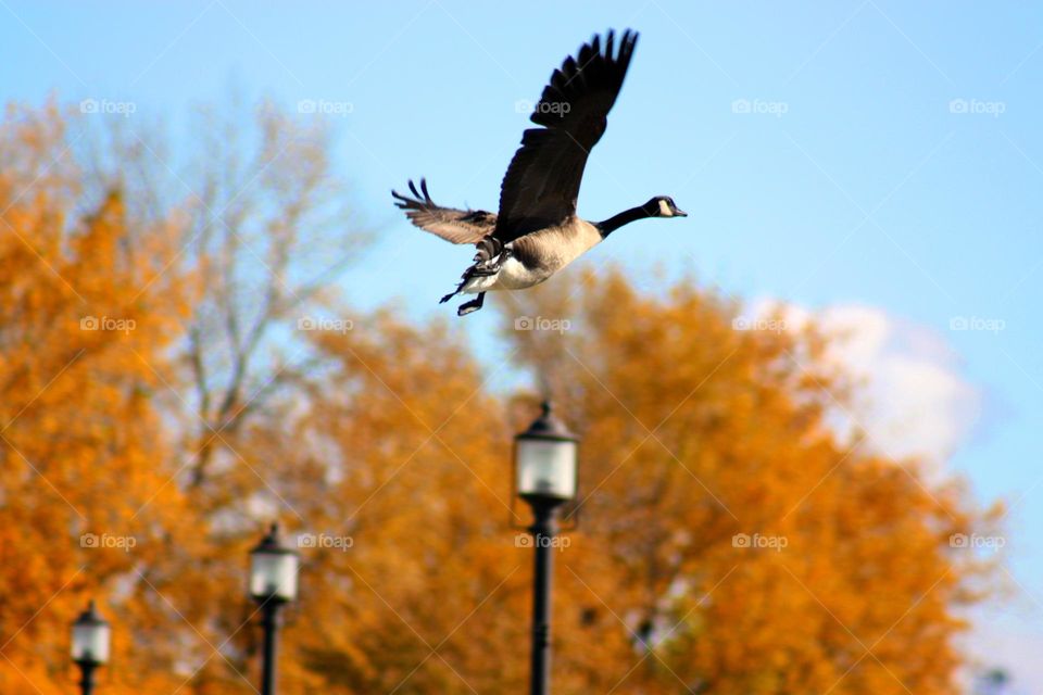 Canada goose flying