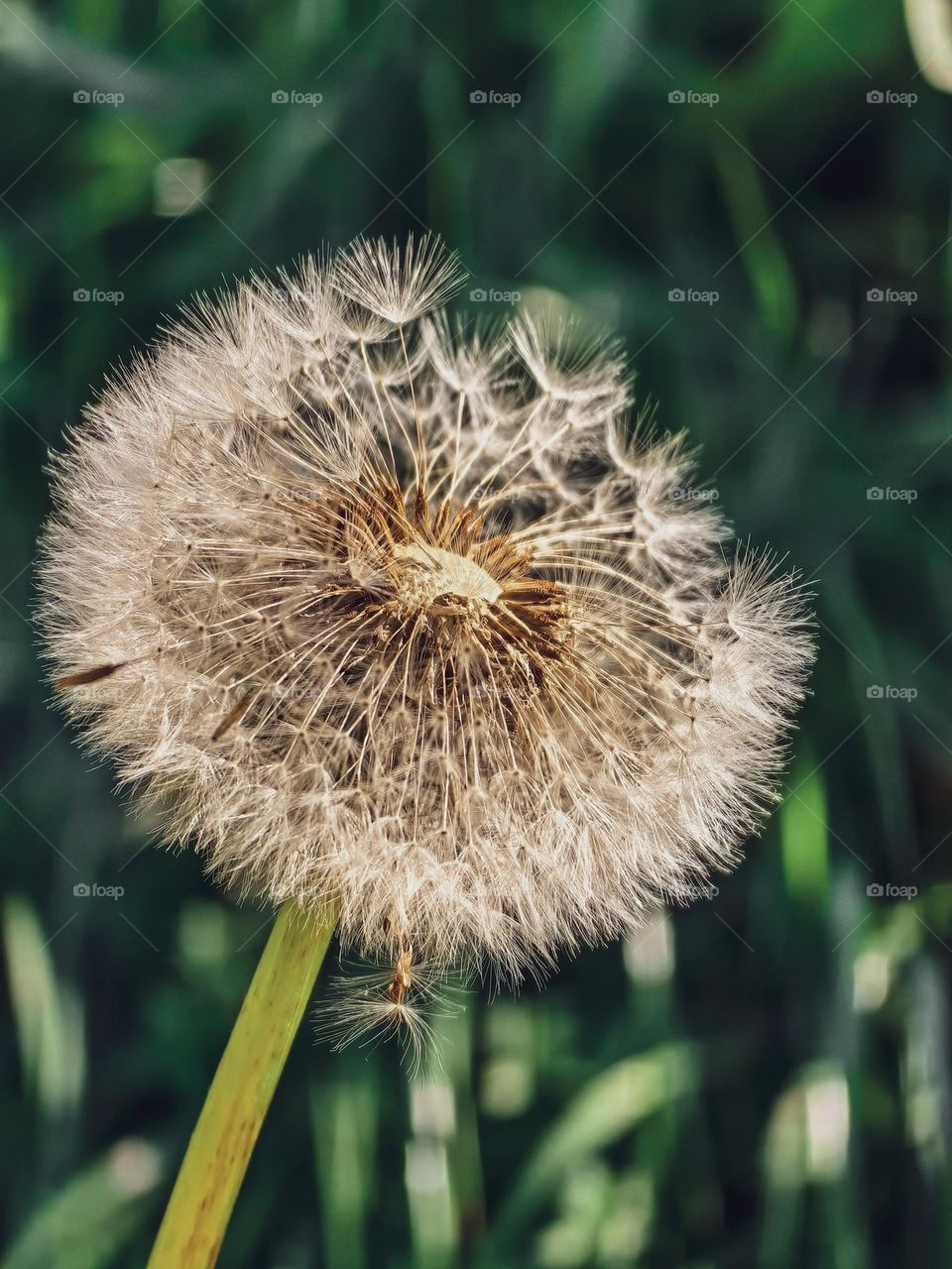 Dandelion close-up