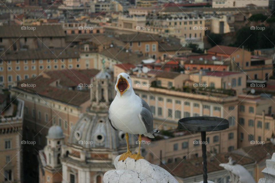 Seagull in Rome. Birds eye view with a bird in the view. 