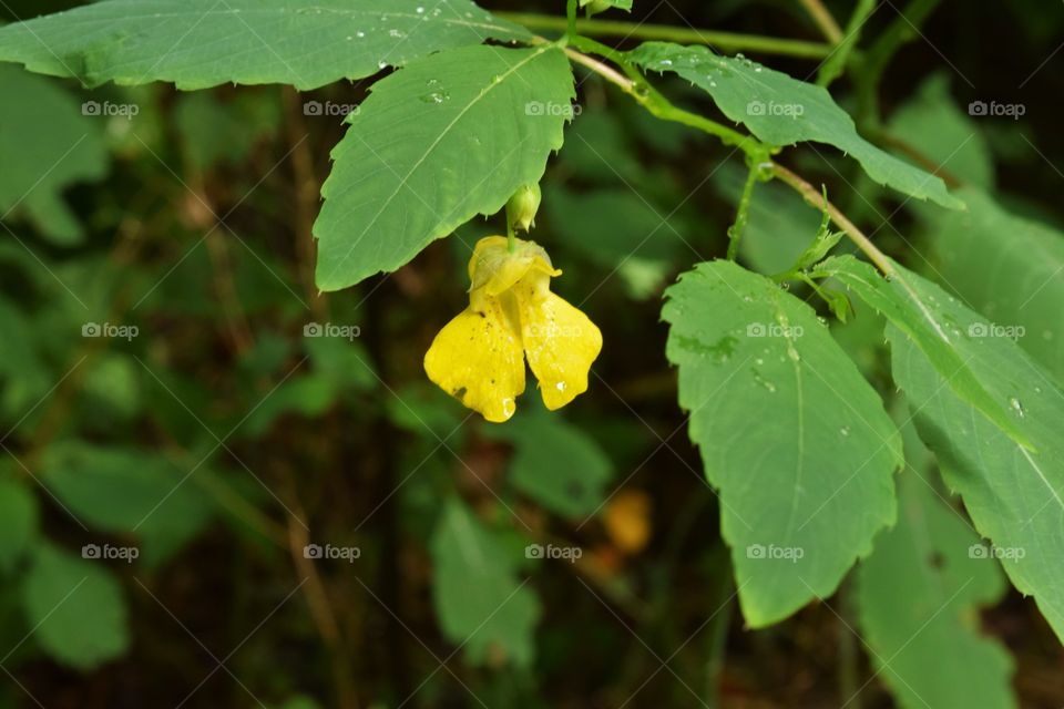 yellow wildflower after rain near Buttermilk falls, beaver county, PA