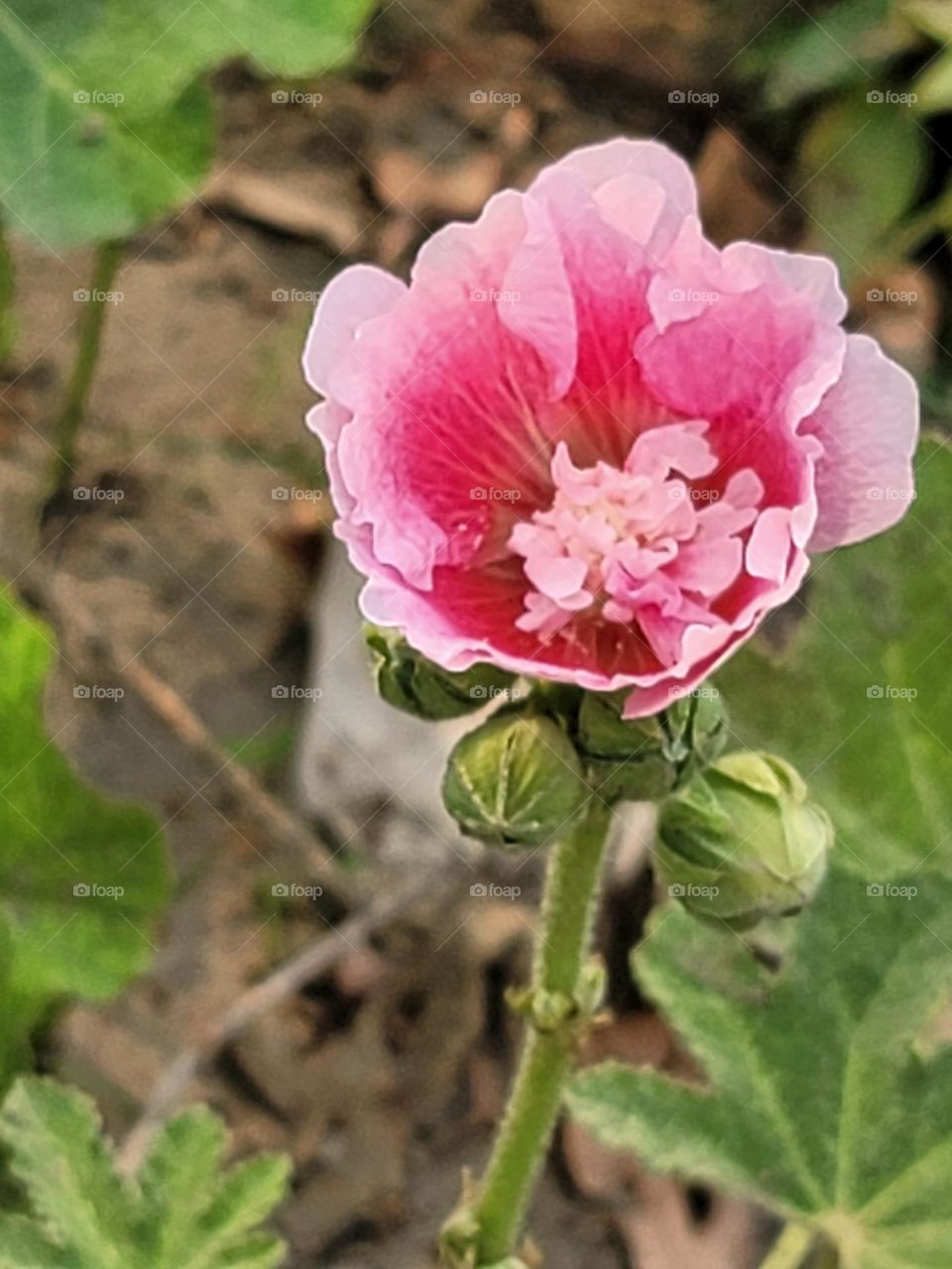 Pink flower blooms