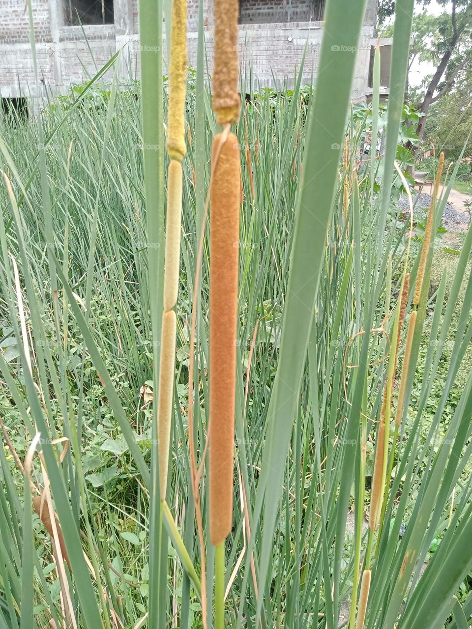 *Ravarma*  Typha angustifolia L, Elephant grass, Green grass, Golden flowers