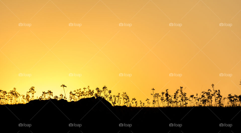 yellow sky at sunrise