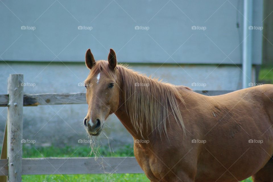 Close-up of horse