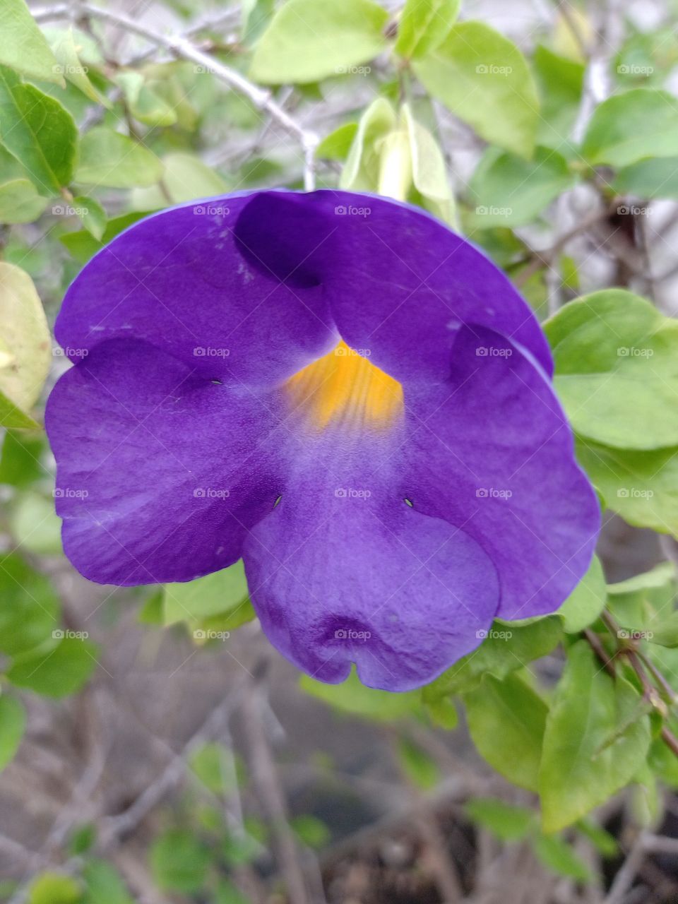 Beautiful Purple Pea flower