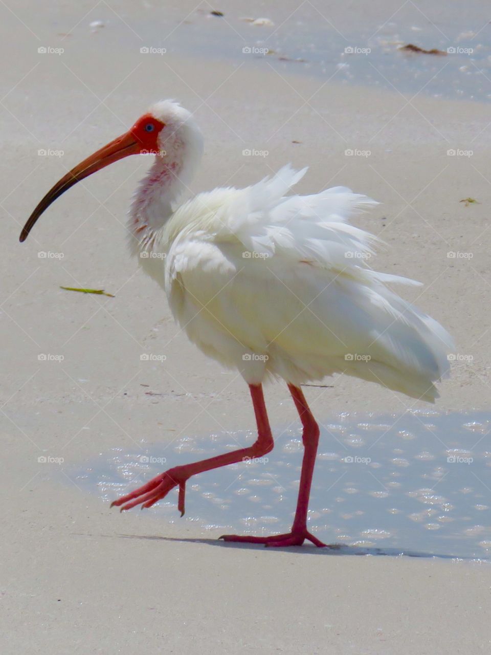 Ruffled Feathers. Beach Birds