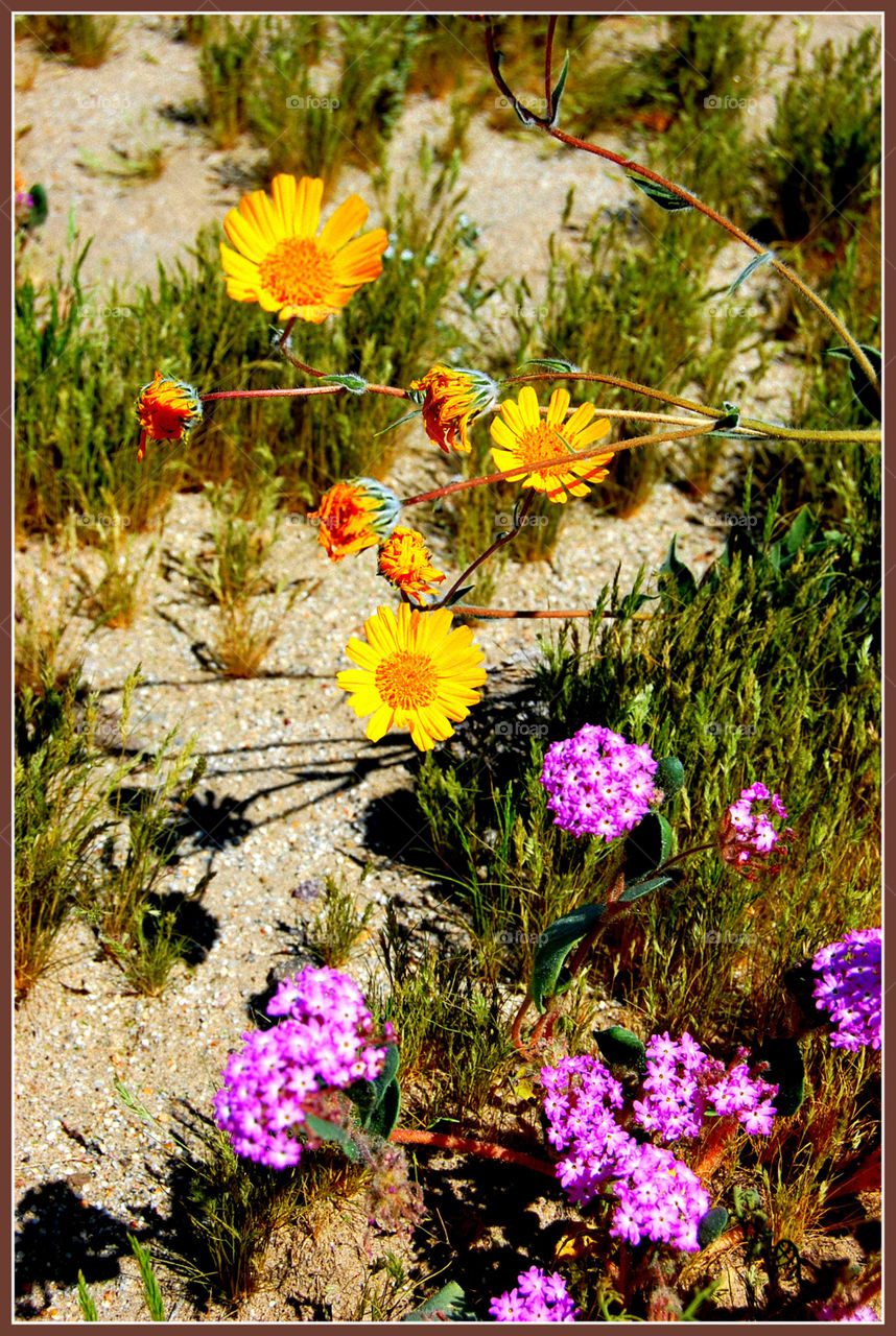 Flower, Nature, Flora, Summer, Color