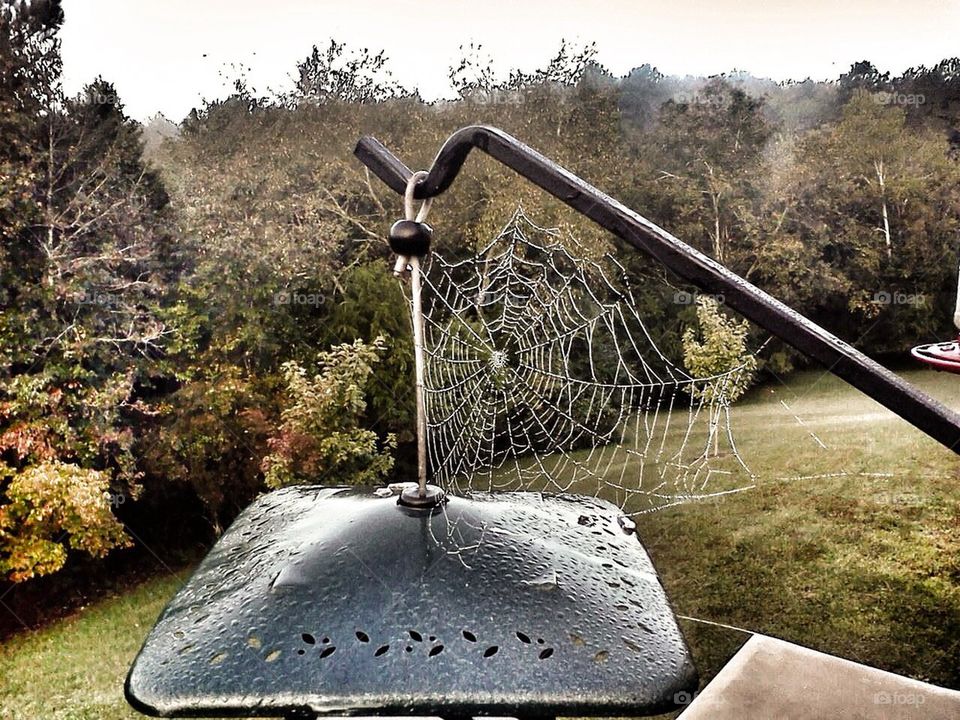 Spider Web on the Birdfeeder