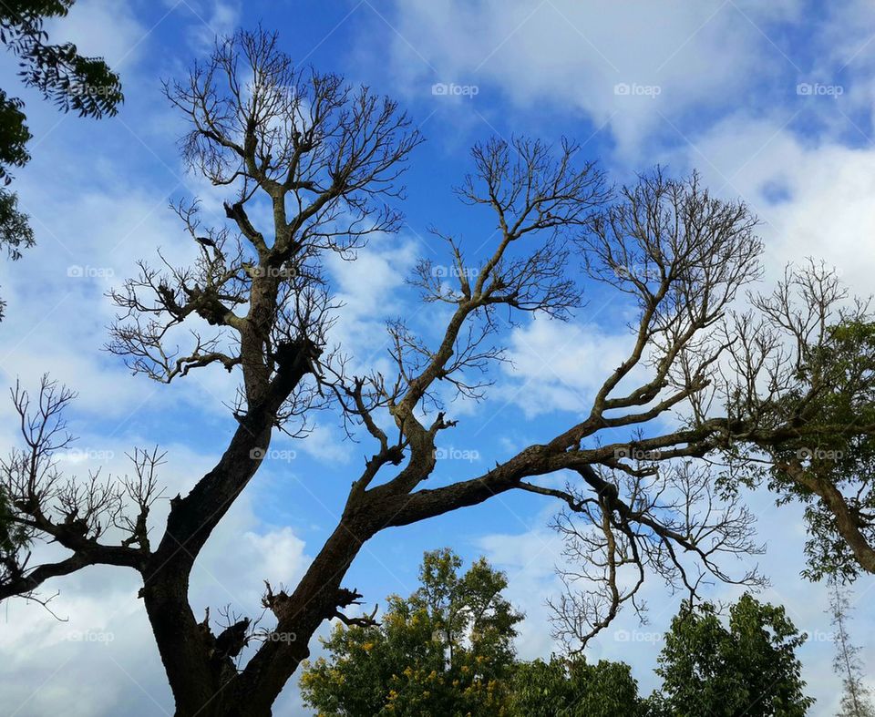 dead tree