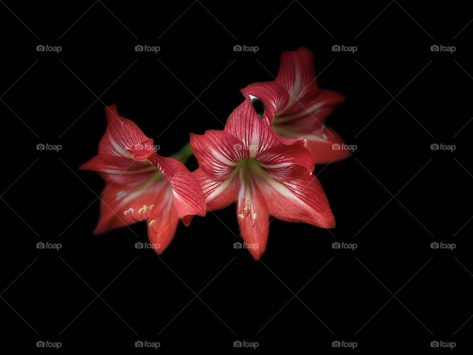 Mom’s beautiful flowers in her garden 