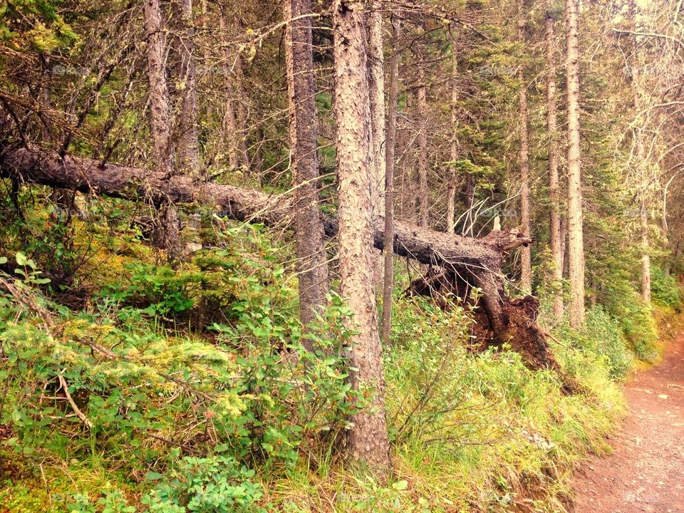 If a tree falls in a forest...