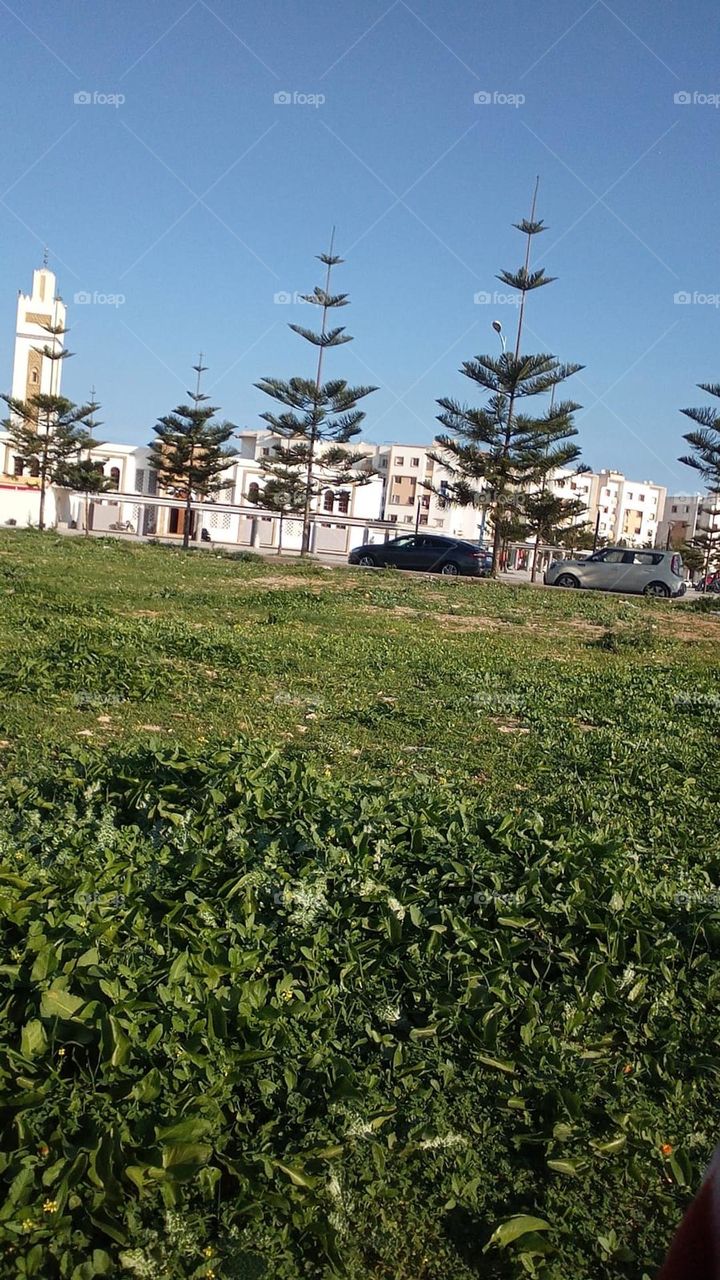 the green color of nature