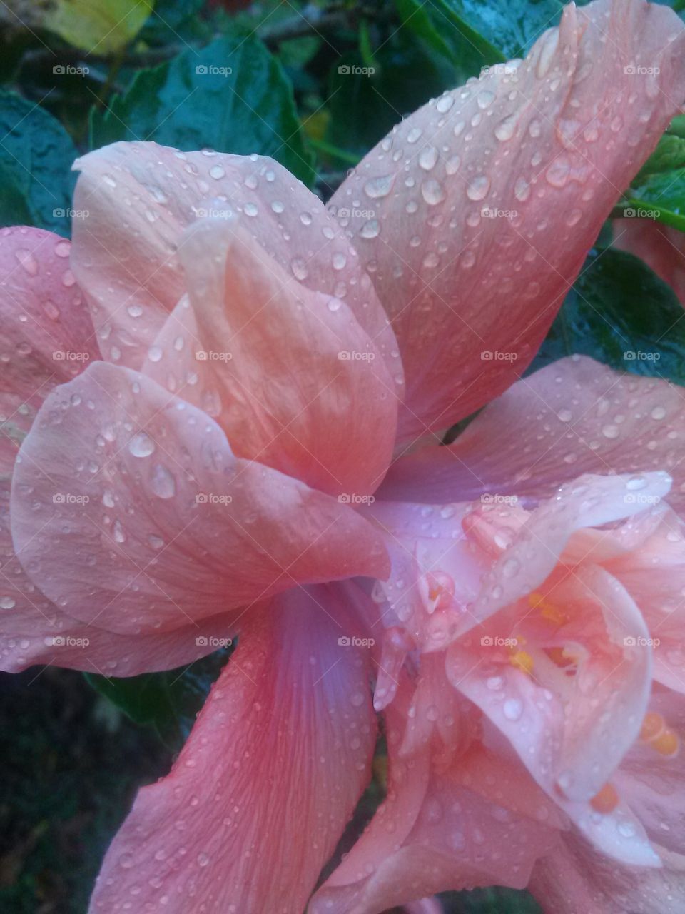 hibiscus full of raindrops . raindrops 