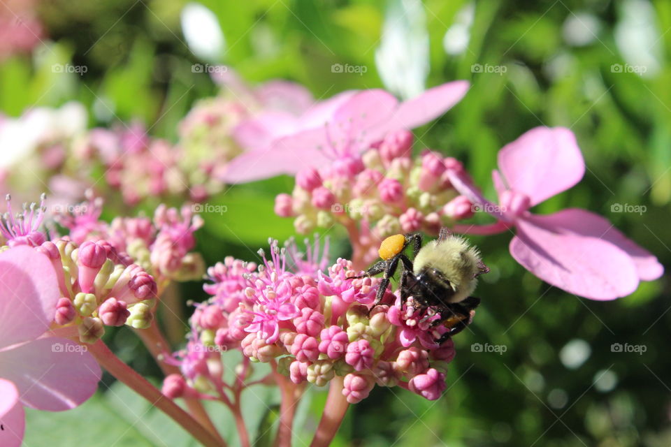 Bumblebee with stored pollen on pink hydrangea 