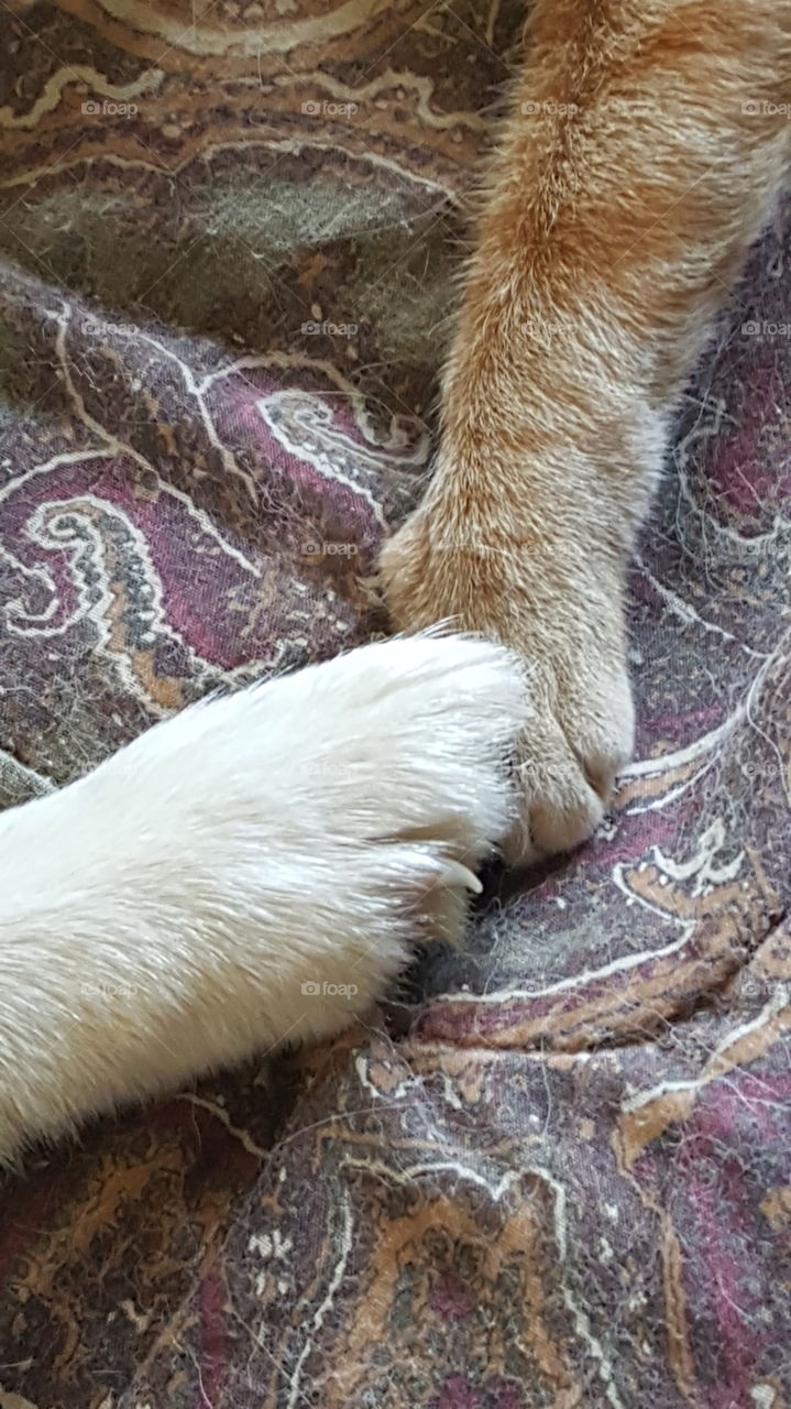 Friends come in all shapes and sizes!  And some have fur and paws!