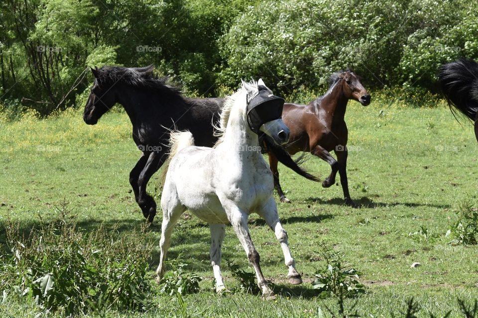 Three excited horses