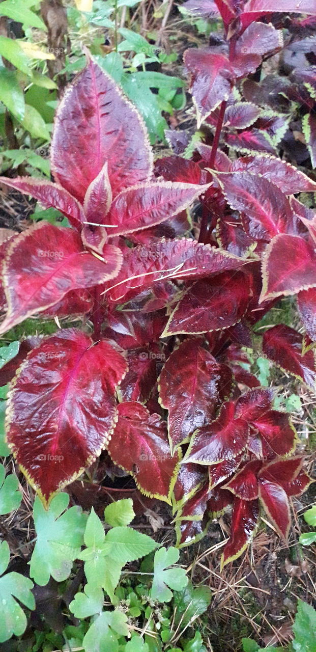 red koleus after rain