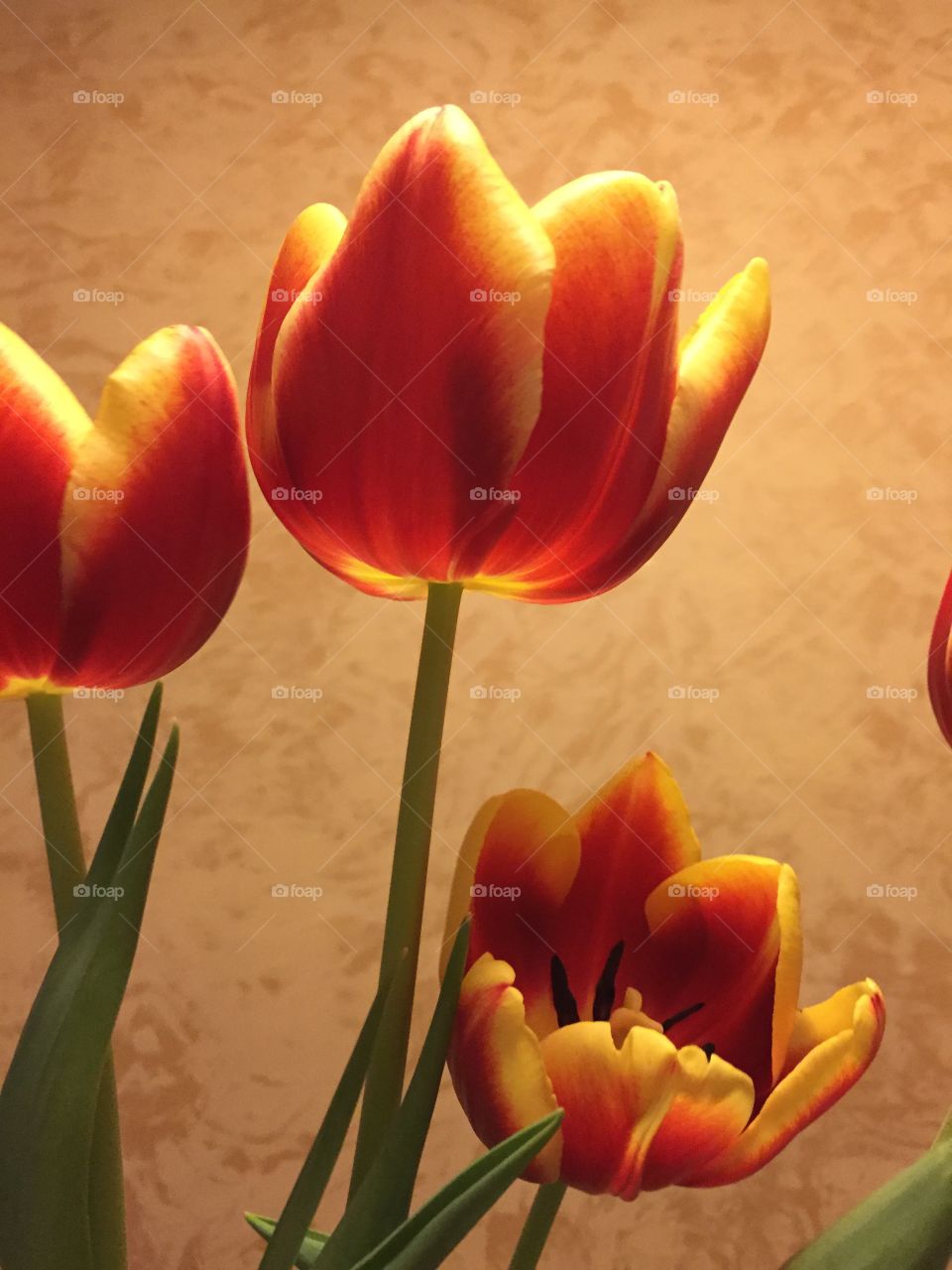 Yellow and red tulips against orange background