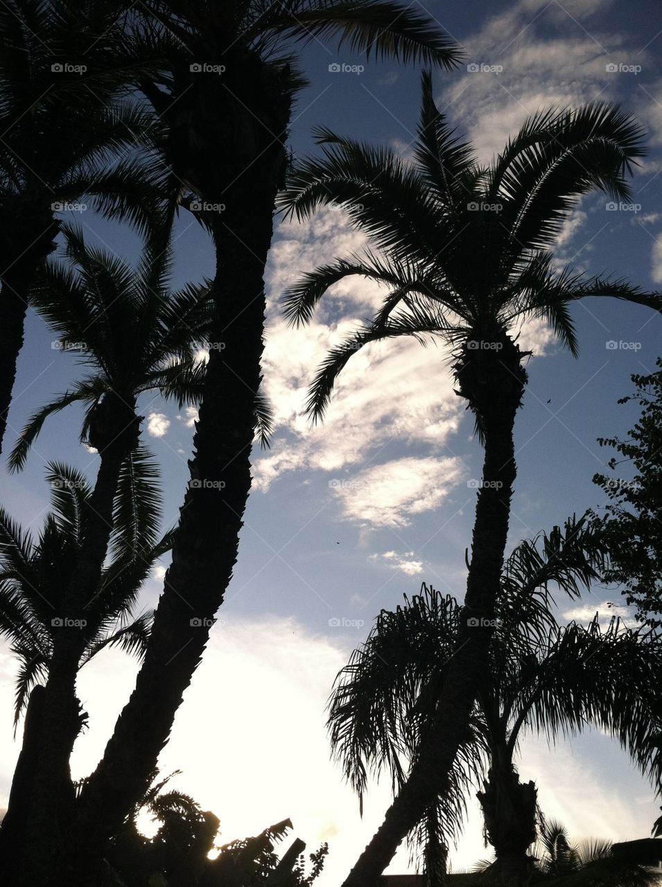 Palm trees and sky. Looking up through the palms at clouds in sky