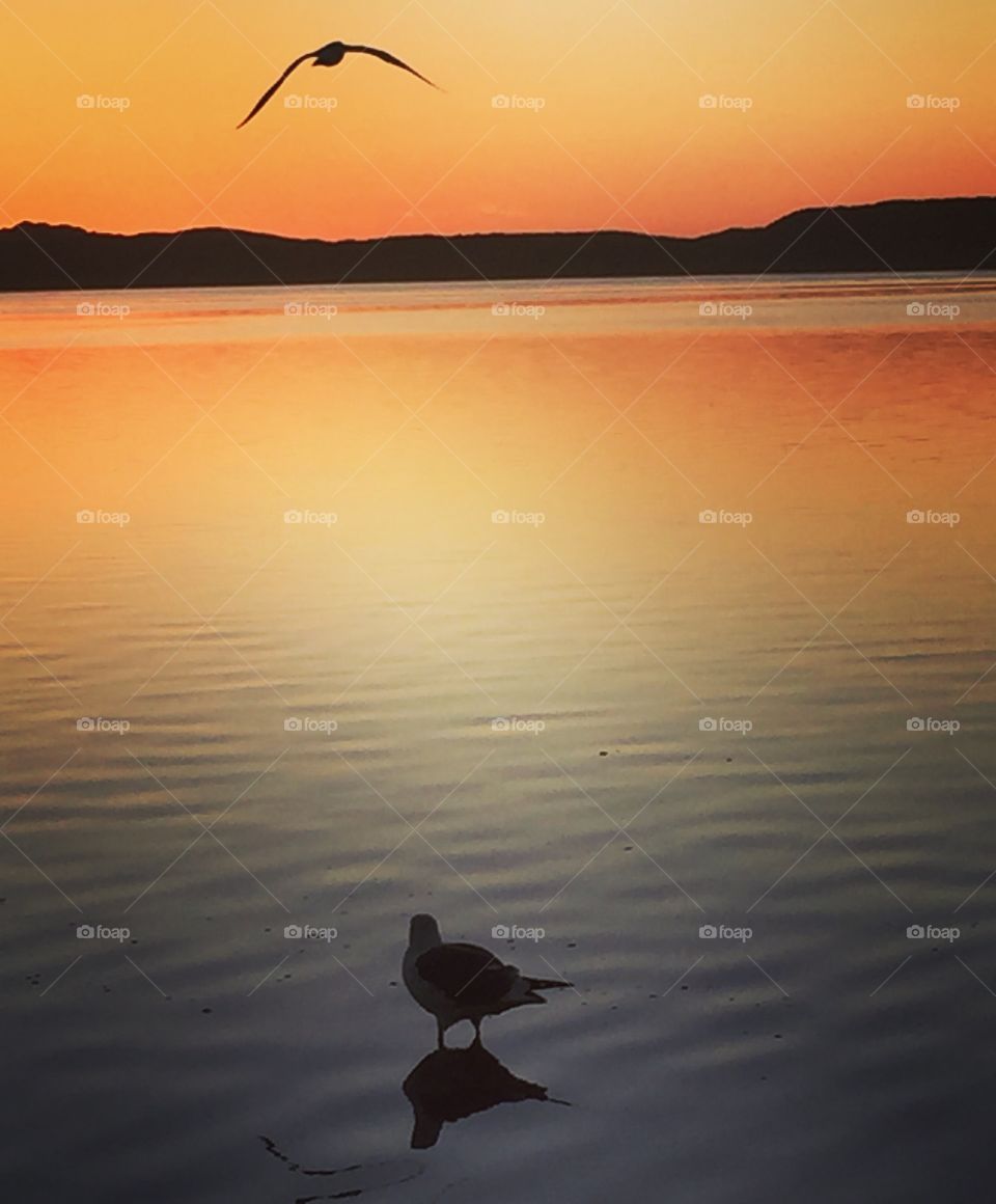 Seagull in water at sunset