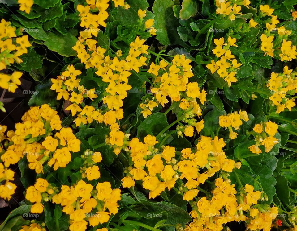 Yellow Flowers in the Garden