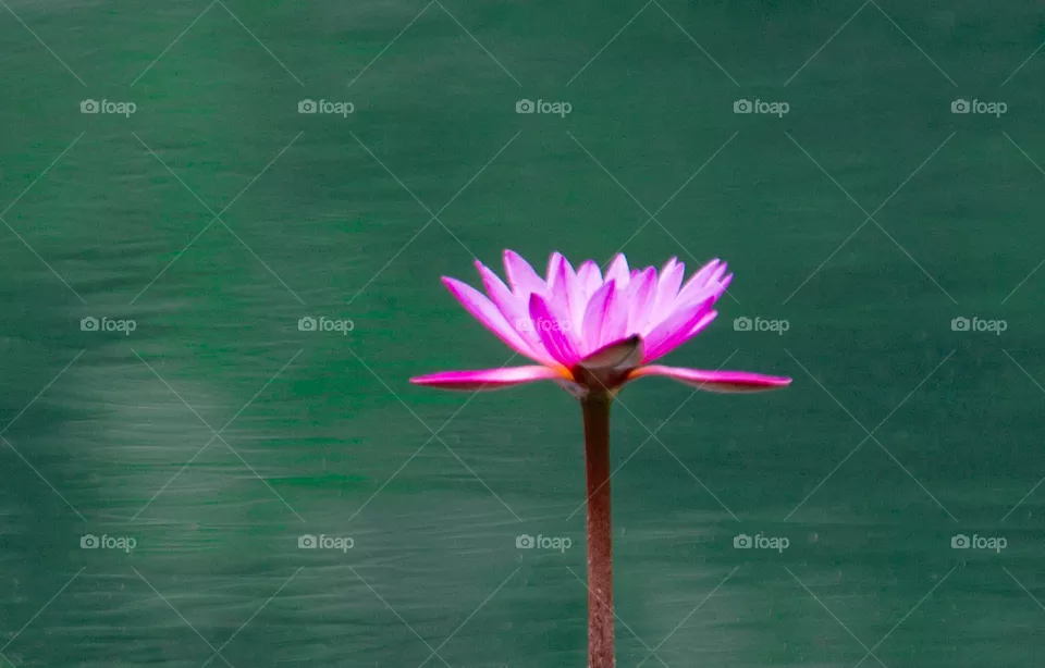 solo lilly