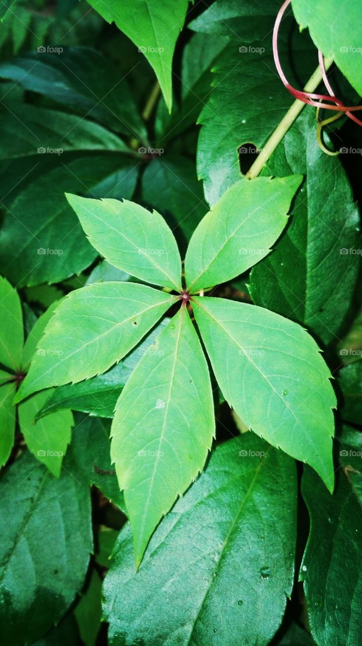 In the garden, after rain..