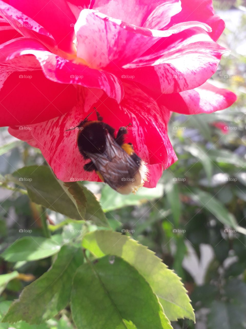 bumblebee on a red rose