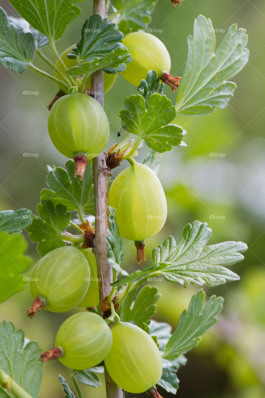 Gooseberry Bush. A row of ripe gooseberries hanging from a branch.