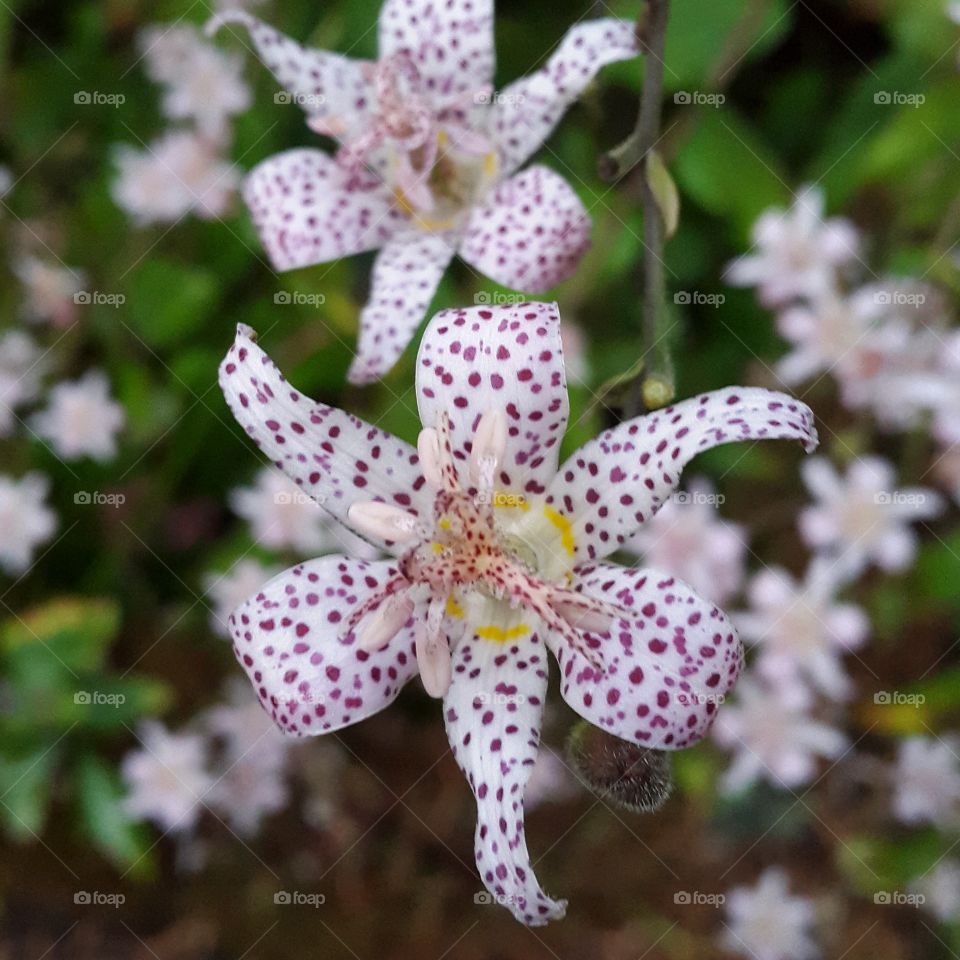 Autumn flowers blooming in all their brilliance!
This bush along the False creek sea wall was full of these purple spotted flowers and hard not to notice. Although only upon close inspection does one get too appreciate the delicate spots that cover these little beauties