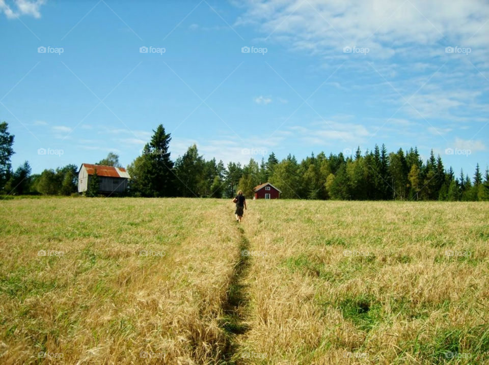 landscape norway green field by merethe