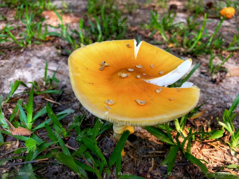 Golden Mushroom