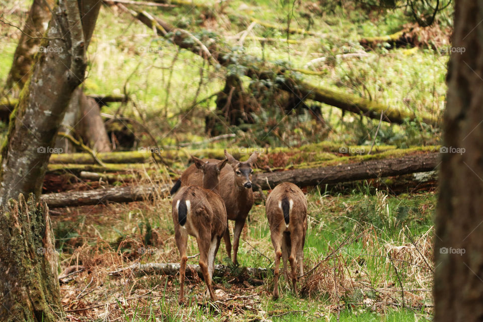 A group of deers in the forest