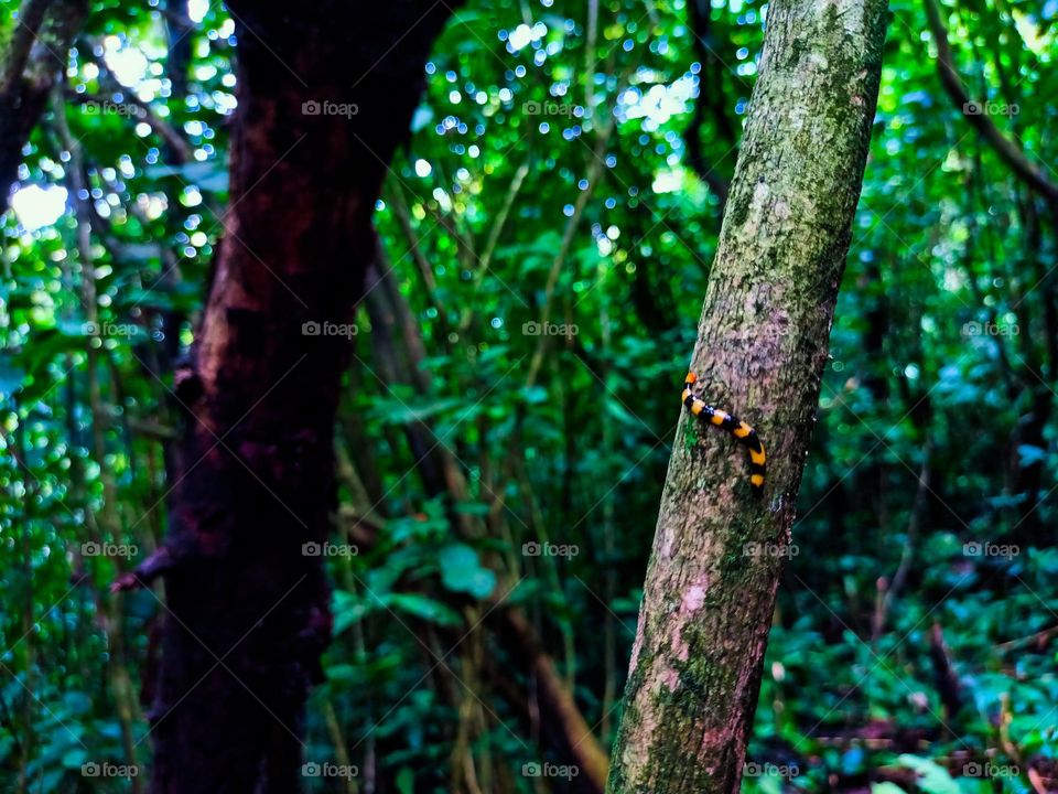 Selective focus of beautiful color hammerhead worm on brown stem tree in a tropical rain forest from north sumatra, indonesia