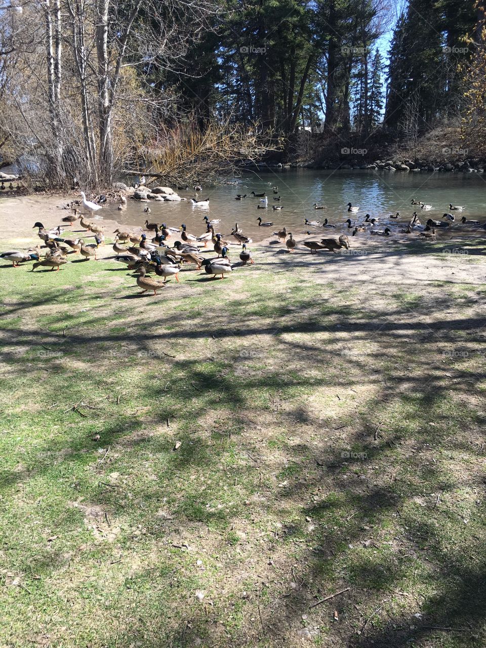 So many ducks!