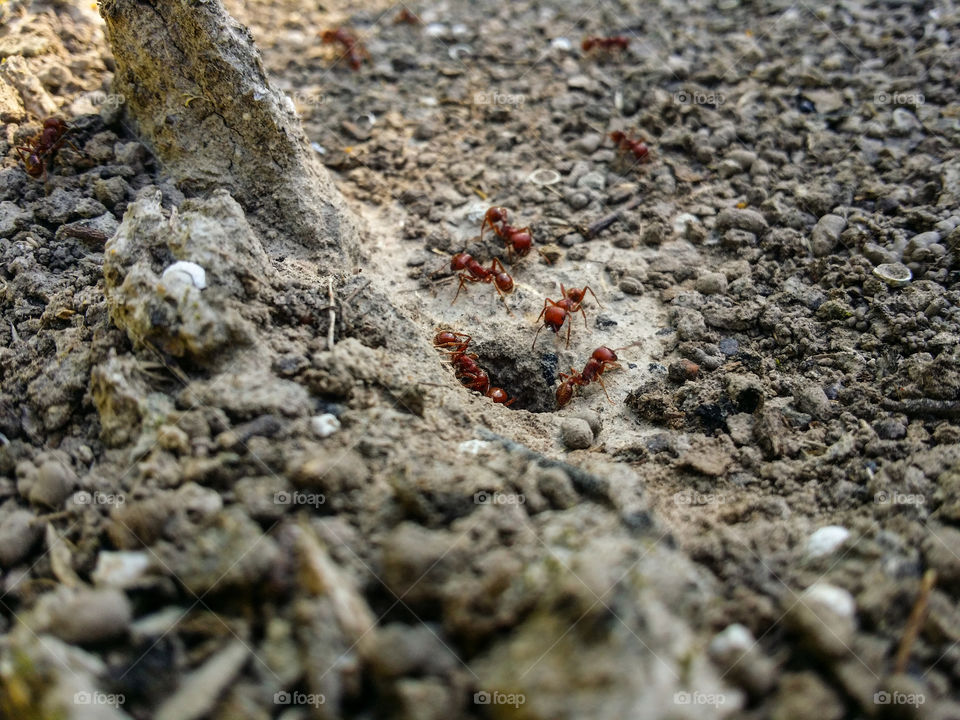 Working Red Ants