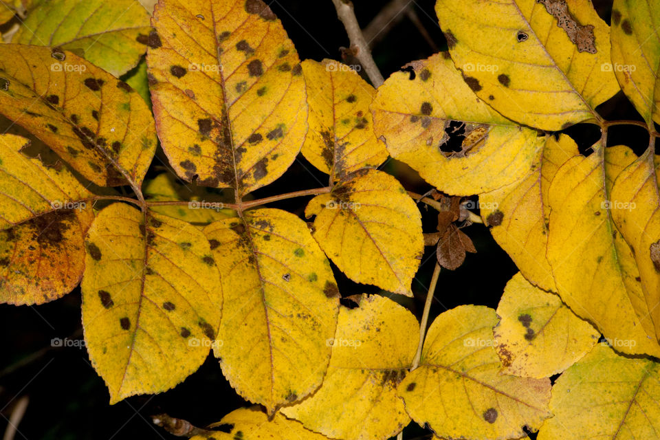 yellow leaves