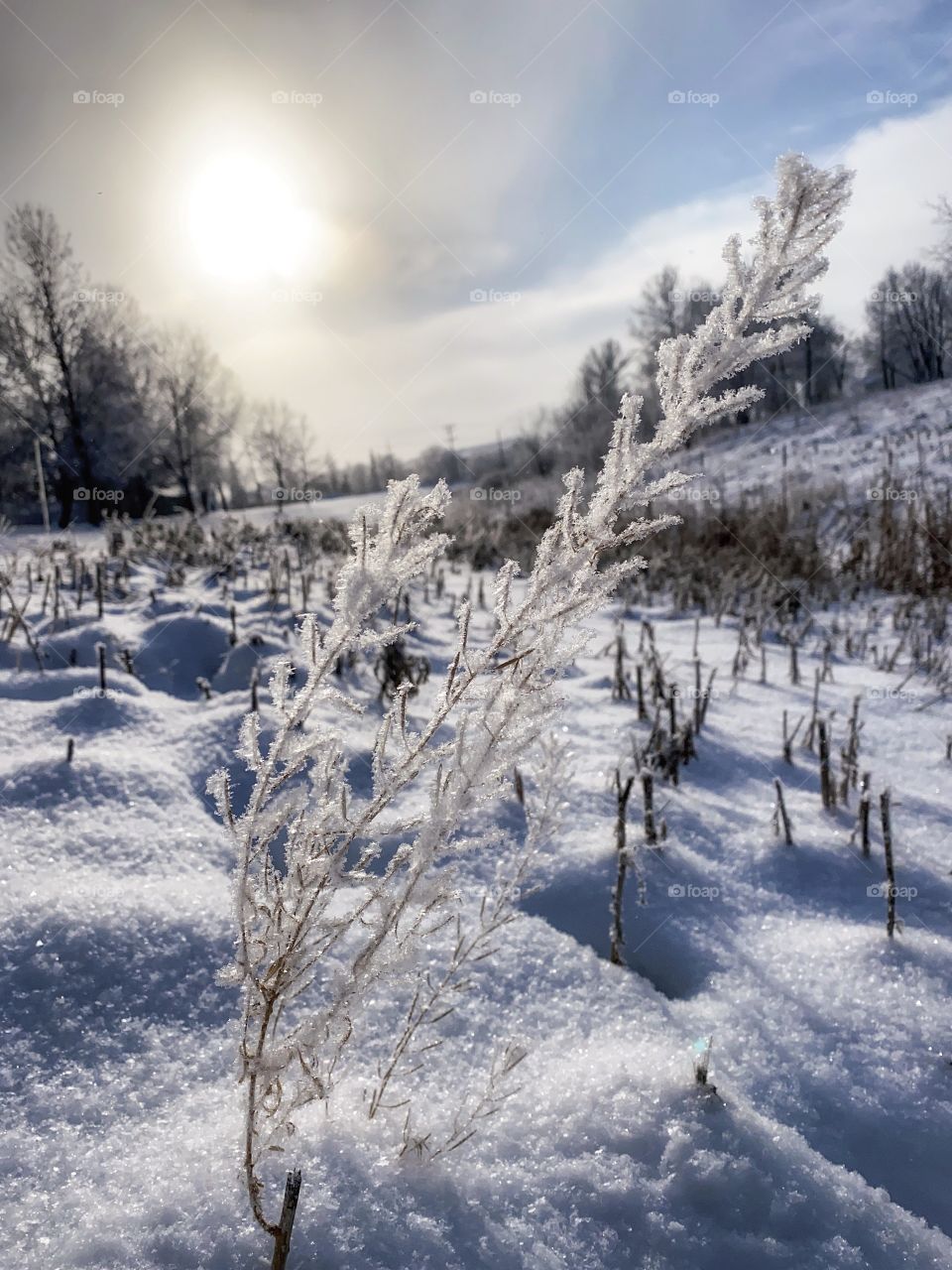 Winter nature 