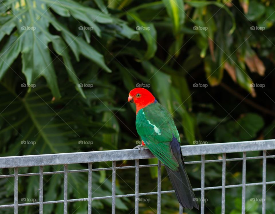 King Parrot on a Fence