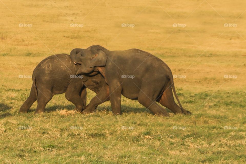 Elephant fight club